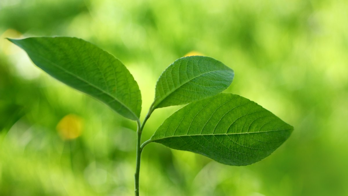 NEW TREE. NEW LIFE. © Xyzproject | Dreamstime.com