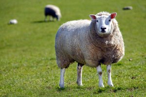 SHEEP © Brett Critchley | Dreamstime.com