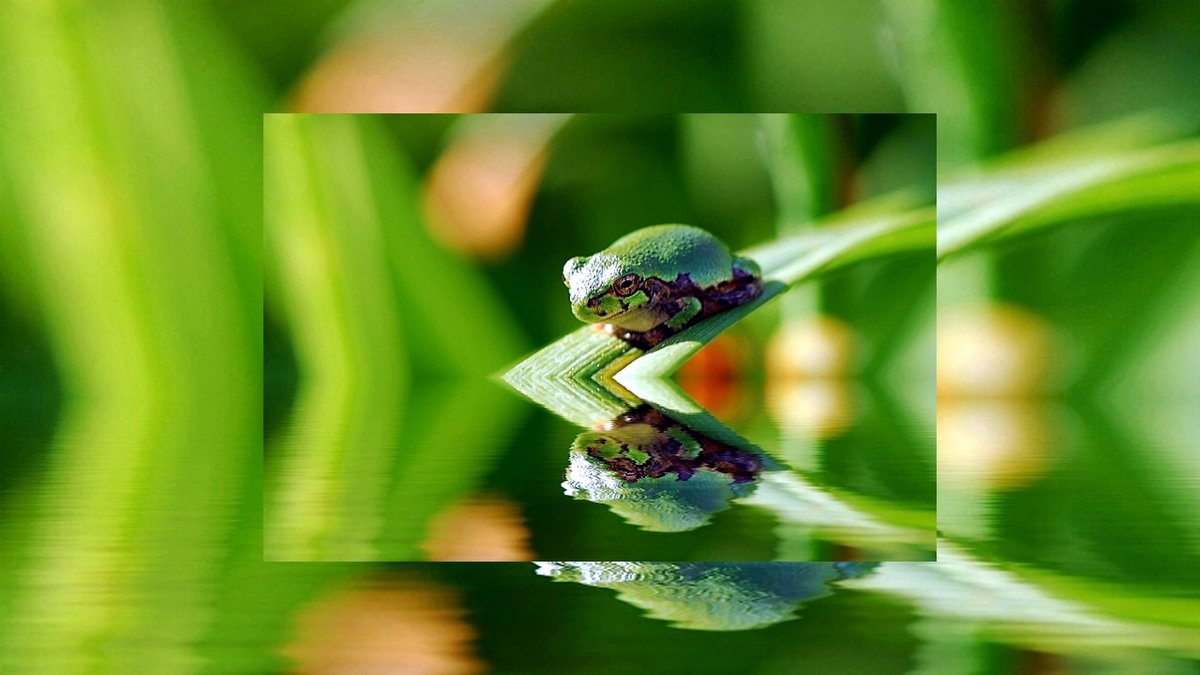 EXODUS PLAGUES MIRRORED IN REVELATION::FROG REFLECTION © Katherine Carter | Dreamstime.com