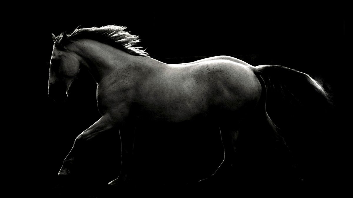 RETURN OF THE MESSIAH::HORSE IN DARK © Maria Itina | Dreamstime.com