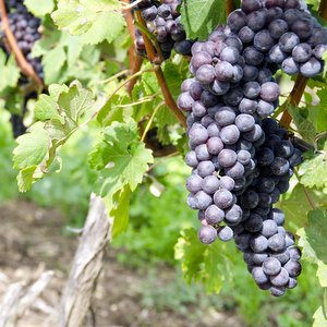PARABLE OF THE VINEYARD::ITALIAN NEBBIOLO RED WINE GRAPES ON THE VINE © Chiyacat | Dreamstime.com