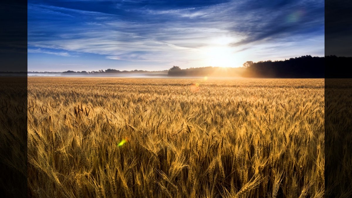 WHY THE PARABLES?::MISTY SUNRISE OVER GOLDEN WHEAT FIELD © Ricardo Reitmeyer | Dreamstime.com