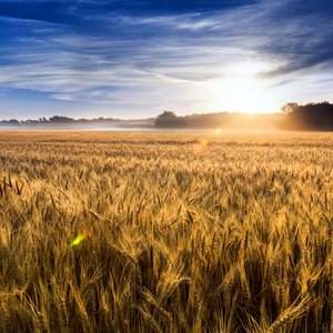WHY THE PARABLES?::MISTY SUNRISE OVER GOLDEN WHEAT FIELD © Ricardo Reitmeyer | Dreamstime.com