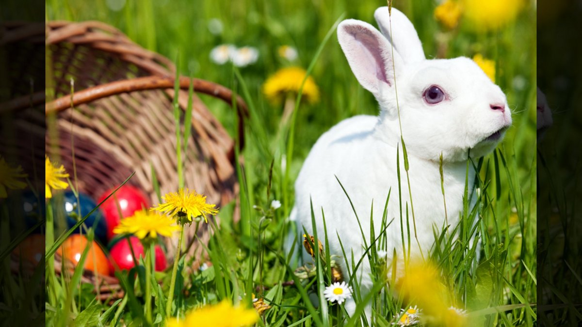 WHY WE DO NOT CELEBRATE EASTER::EASTER BUNNY WITH EGGS IN BASKET © Arne9001 | Dreamstime.com