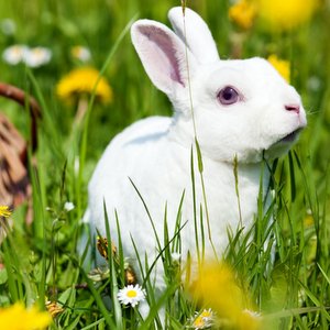 WHY WE DO NOT CELEBRATE EASTER::EASTER BUNNY WITH EGGS IN BASKET © Arne9001 | Dreamstime.com