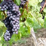 ITALIAN NEBBIOLO RED WINE GRAPES ON THE VINE © Chiyacat | Dreamstime.com
