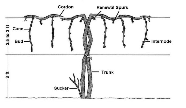 Elements of a grapevine