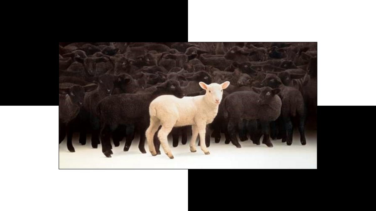 HOLINESS::WHITE SHEEP AMONG THE BLACK © Unknown | Google Images