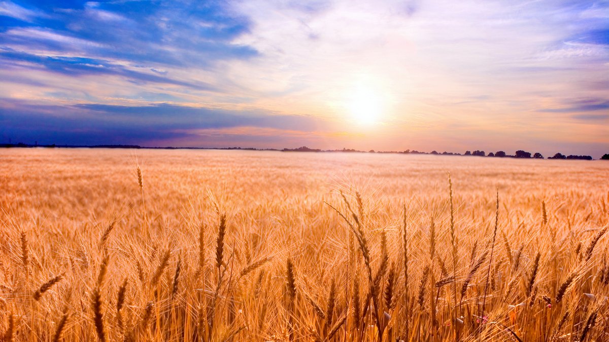 THE GREAT COMMISSION::GOLDEN WHEAT READY FOR HARVEST © Eduard Stelmakh | Dreamstime.com