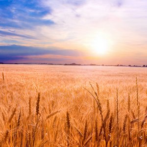 THE GREAT COMMISSION::GOLDEN WHEAT READY FOR HARVEST © Eduard Stelmakh | Dreamstime.com THE GREAT COMMISSION::GOLDEN WHEAT READY FOR HARVEST © Eduard Stelmakh | Dreamstime.com