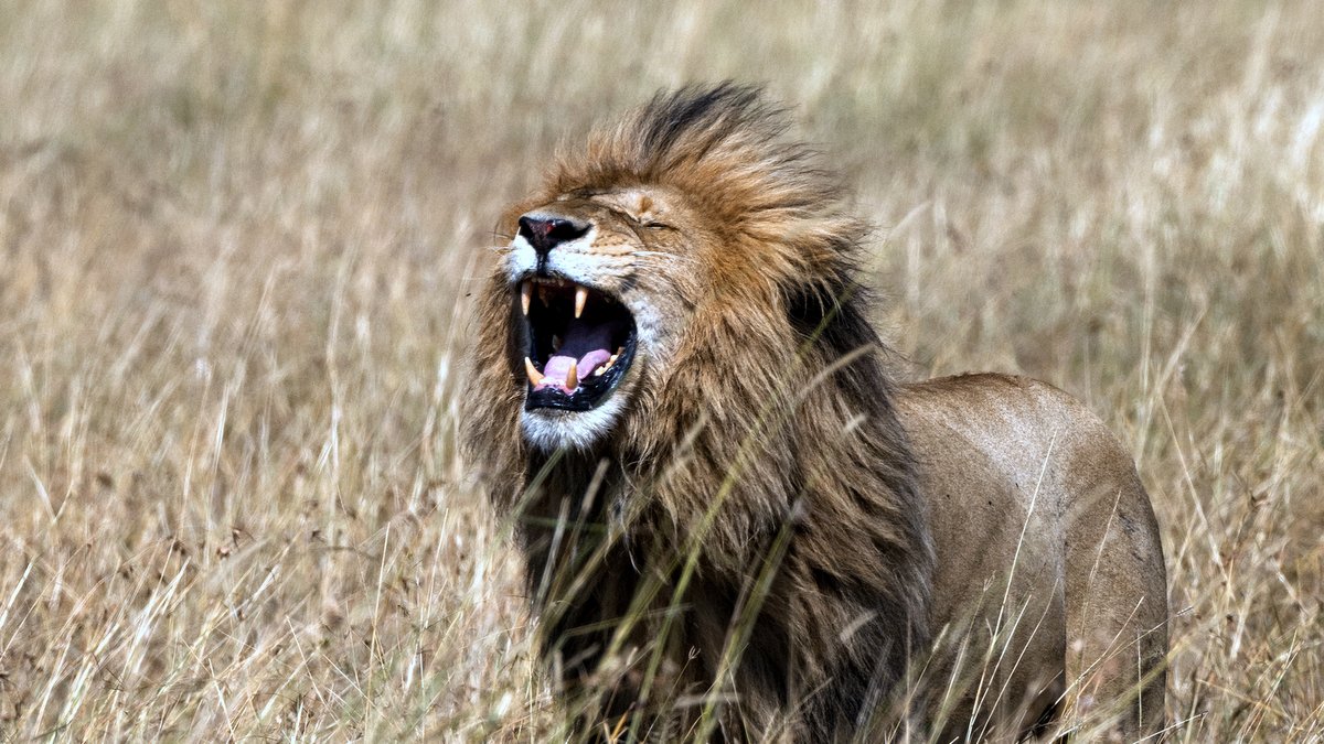 EAST AFRICAN LION © Serge_Vero | iStockPhoto.com