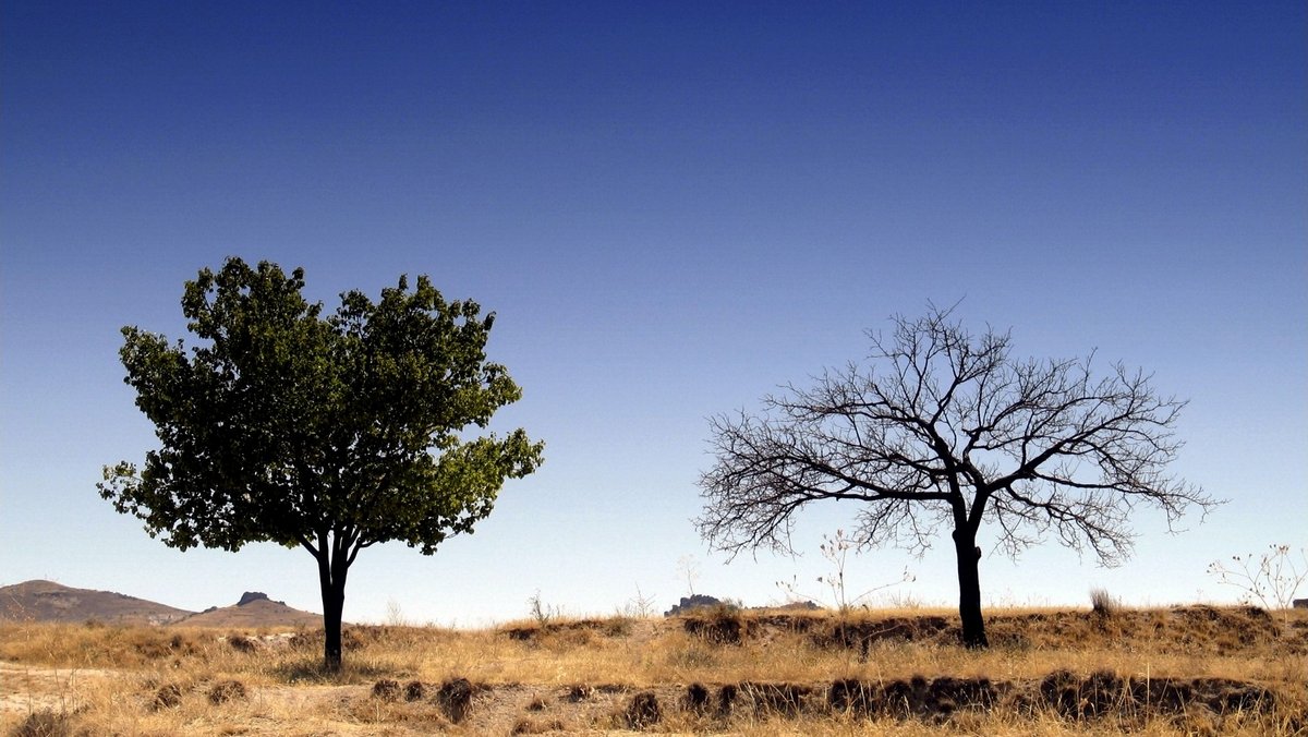 TWO TREES STANDING ALONE IN DESERT © weka | iStockPhoto.com