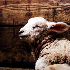 SLEEPING LAMB © Daniel Sandvik | Unsplash.com SLEEPING LAMB © Daniel Sandvik | Unsplash.com
