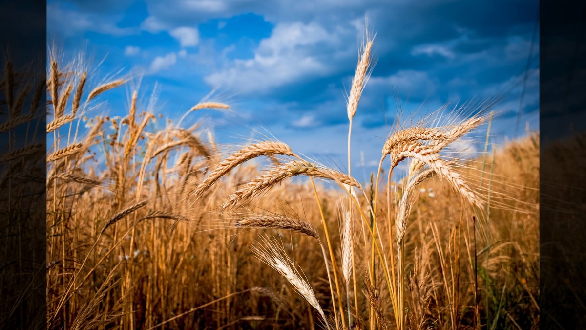 GOLDEN BARLEY © Vegavin | Dreamstime.com
