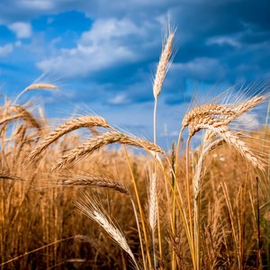 GOLDEN BARLEY © Vegavin | Dreamstime.com