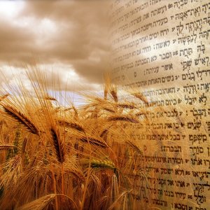 BARLEY FIELD IN STANSFIELD SUFFOLK © GREENGAGE | PANORAMIO.COM AND BIBLE TEXT - HEBREW SCRIPT © BORYAK | ISTOCKPHOTO.COM COMPILATION  © Brady Stephenson | OneMessianicGentile.com