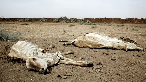 DEAD COWS © mason01 | iStockPhoto.com