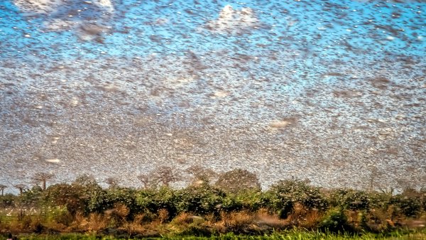 SWARM OF LOCUSTS © pawopa3336 | iStockPhoto.com