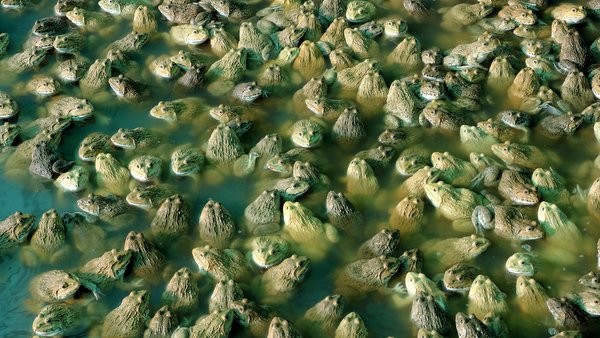 GROUP OF FROGS IN A FARM © User2547783c_812 | iStockPhoto.com