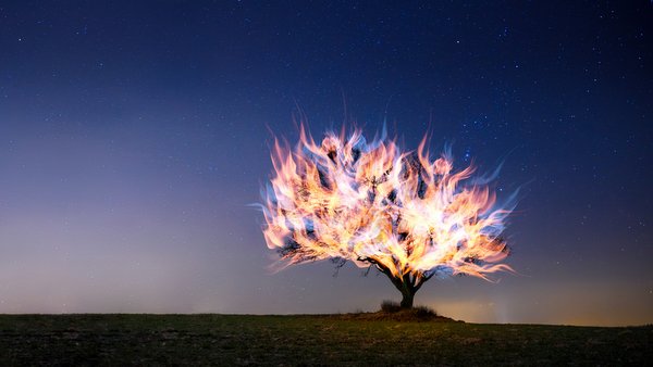 Burning bush. Photo 541137 © Noerpol | Lightstock