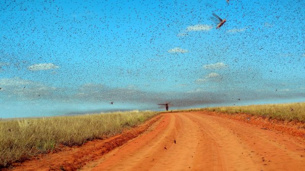 SWARM OF LOCUSTS IN MADAGASCAR © Iwoelbern | Wikimedia.org