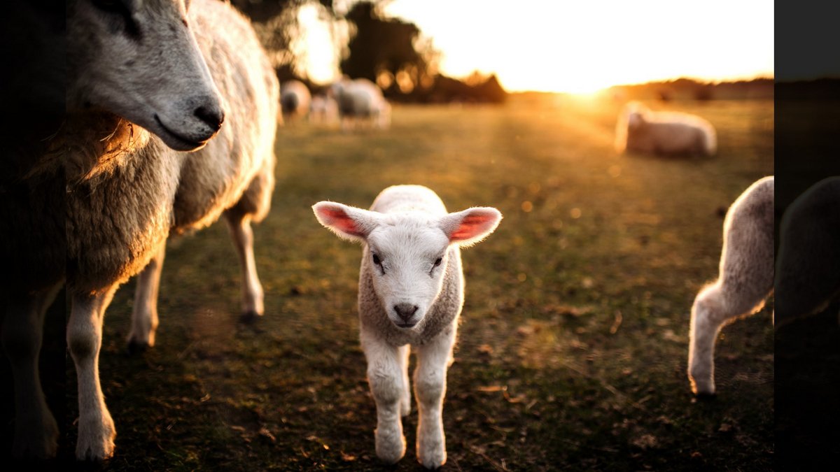 PRIME LAMBS ON GREEN GRASS © PPAMPicture | iStockPhoto.com