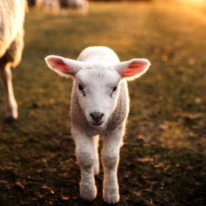 THE MESSIAH::PRIME LAMBS ON GREEN GRASS © PPAMPicture | iStockPhoto.com