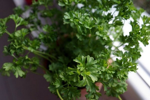 Parsley. Photo 151187 CC Strecosa | VisualHunt.com