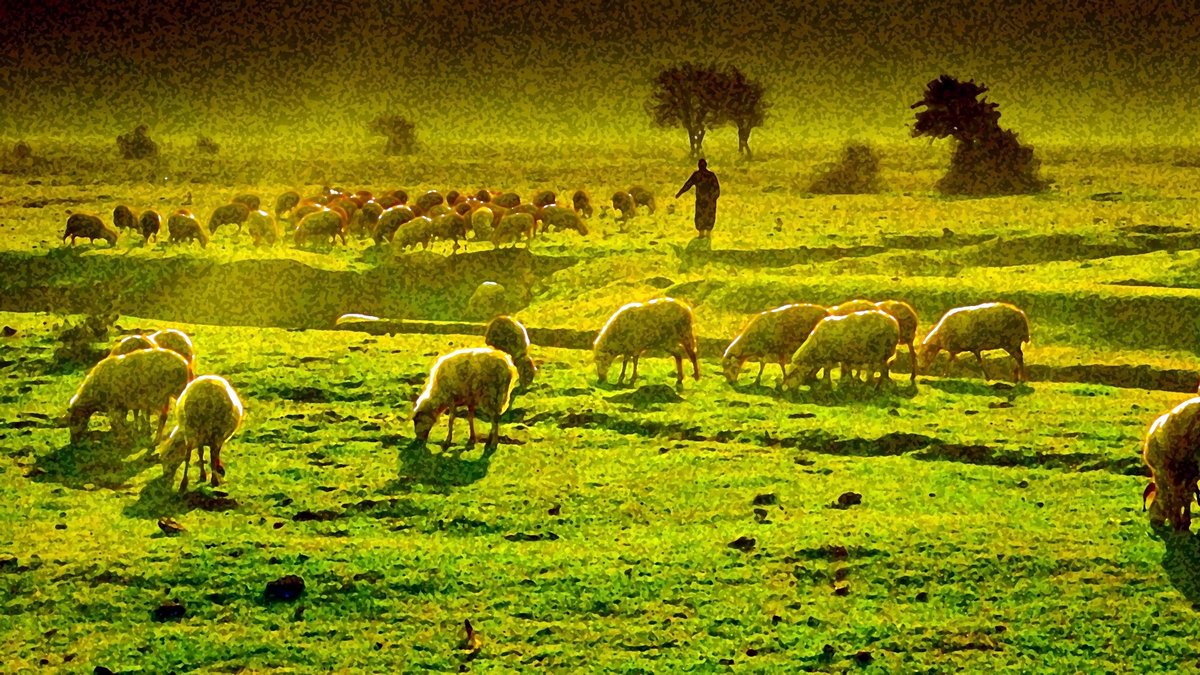 GRAZING SHEEP © Emrahgultekin | Dreamstime.com