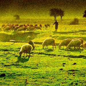 GRAZING SHEEP © Emrahgultekin | Dreamstime.com