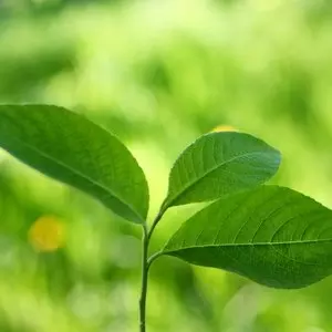NEW TREE. NEW LIFE. © Xyzproject | Dreamstime.com