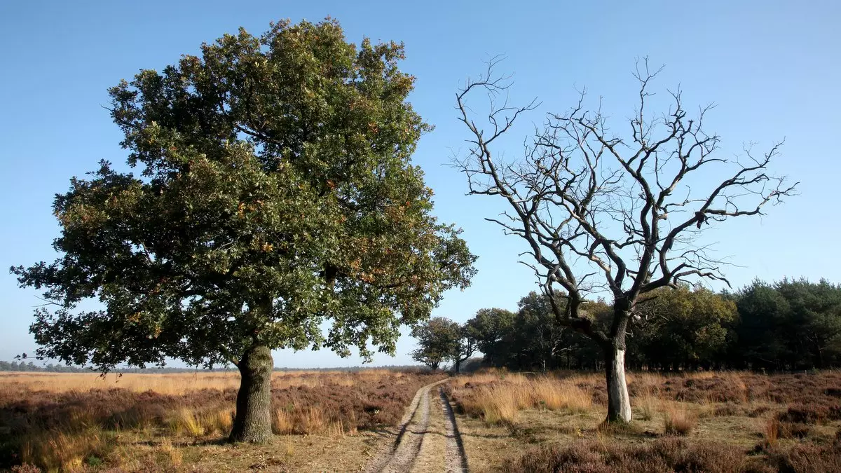 THE LEVITICAL PRIESTHOOD ENDED::TWO TREES AND A PATH © AmpH | iStockPhoto.com