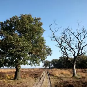 THE LEVITICAL PRIESTHOOD ENDED::TWO TREES AND A PATH © AmpH | iStockPhoto.com