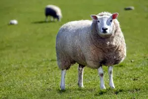 SHEEP © Brett Critchley | Dreamstime.com