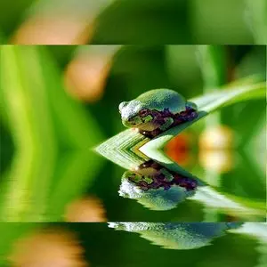 EXODUS PLAGUES MIRRORED IN REVELATION::FROG REFLECTION © Katherine Carter | Dreamstime.com