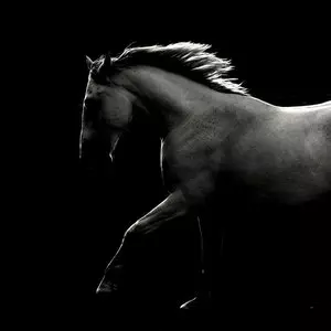 RETURN OF THE MESSIAH::HORSE IN DARK © Maria Itina | Dreamstime.com