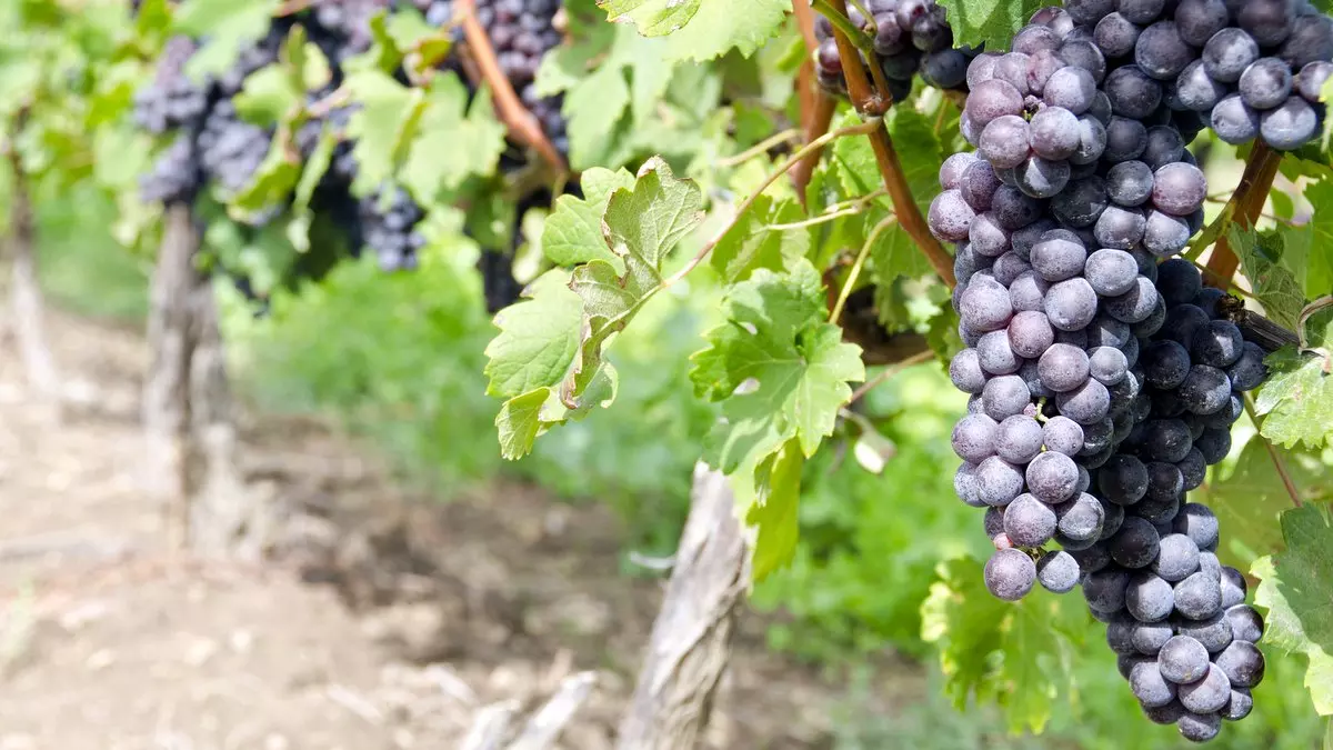 PARABLE OF THE VINEYARD::ITALIAN NEBBIOLO RED WINE GRAPES ON THE VINE © Chiyacat | Dreamstime.com