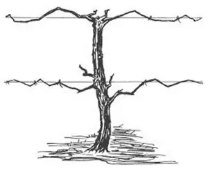 Pruned grapevine