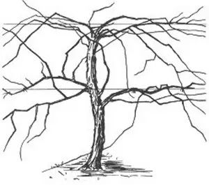 Unpruned grapevine