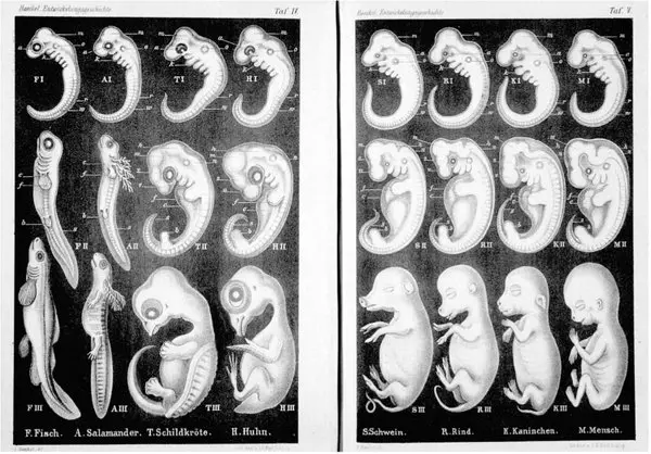 ANTHROPOGENIE - Haeckel (1874) | Wikimedia.org