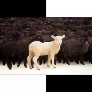 HOLINESS::WHITE SHEEP AMONG THE BLACK © Unknown | Google Images