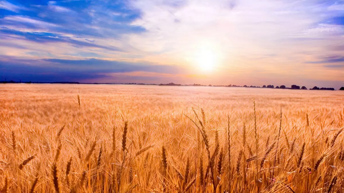 THE GREAT COMMISSION::GOLDEN WHEAT READY FOR HARVEST © Eduard Stelmakh | Dreamstime.com