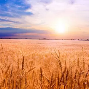 THE GREAT COMMISSION::GOLDEN WHEAT READY FOR HARVEST © Eduard Stelmakh | Dreamstime.com