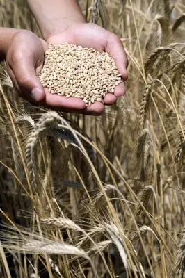 WHEAT IN MALE HANDS © Kadir Barcin | iStockPhoto.com