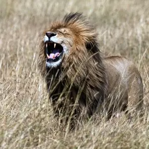 EAST AFRICAN LION © Serge_Vero | iStockPhoto.com
