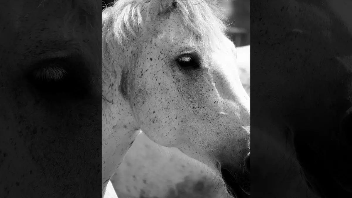 HORSE IN THE CAMARGUE © JLV-Photos | iStockPhoto.com