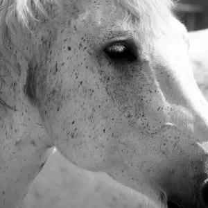 HORSE IN THE CAMARGUE © JLV-Photos | iStockPhoto.com