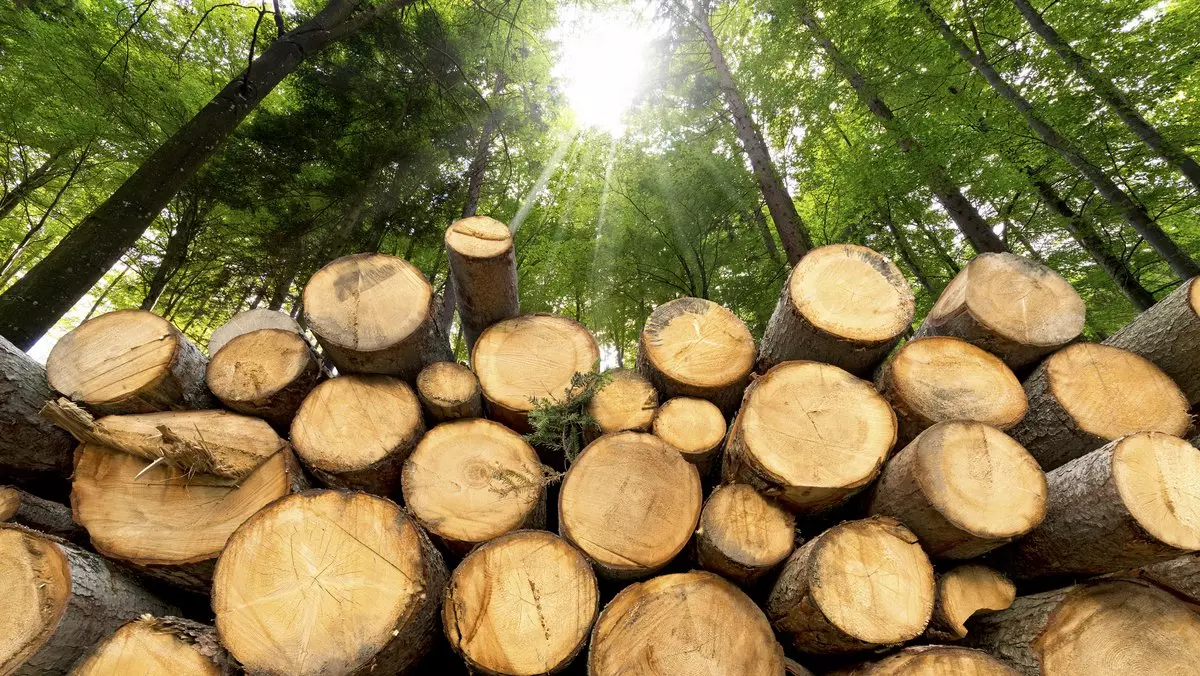 WOODEN LOGS IN FOREST © catalby | iStockPhoto.com