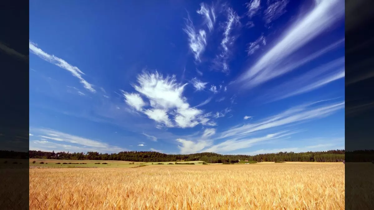 BARLEY FIELD © Anteroxx | Dreamstime.com