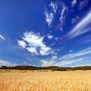 BARLEY FIELD © Anteroxx | Dreamstime.com BARLEY FIELD © Anteroxx | Dreamstime.com